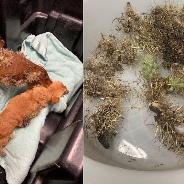 DOGS VERSUS CACTUS - COURTESY MARICOPA COUNTY ANIMAL CARE EDIT.jpg